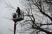 Baumpflege an der Eiche im Denkmal 13.14./12.2019
