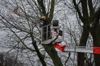 Baumpflege an der Eiche im Denkmal 13.14./12.2019