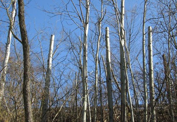 Kronenlose Bäume recken sich wie Schlote gen Himmel