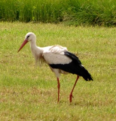 Storch in der Neudorfer Wiesenaue