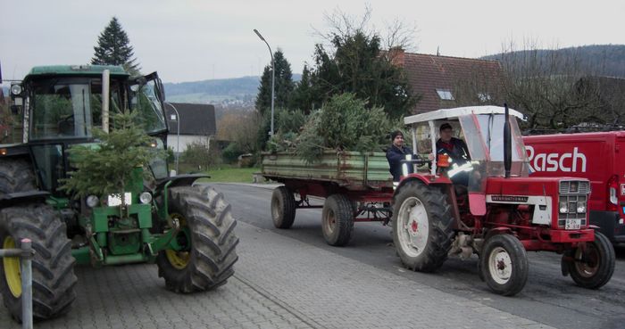 Einsammeln der ausgedienten Weihnachtsbäume