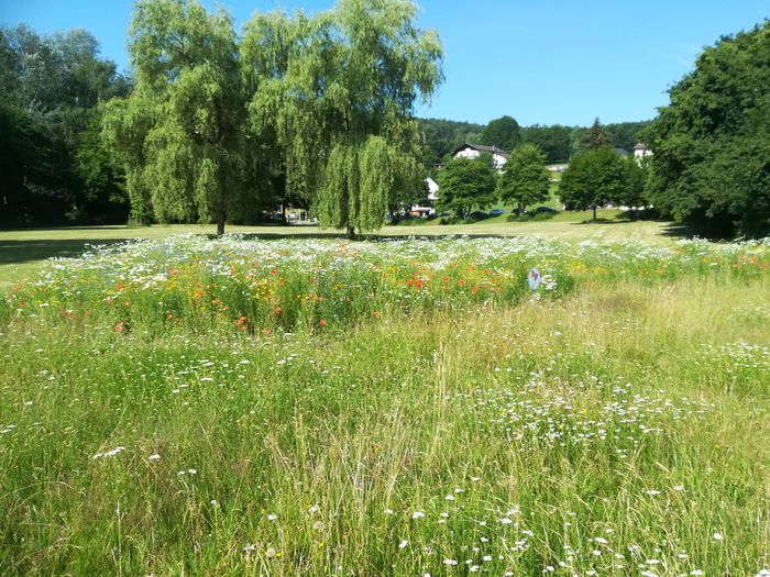 Wildblumenwiese im Kurpark von Bad Soden (Copyright Ralf Geyer)