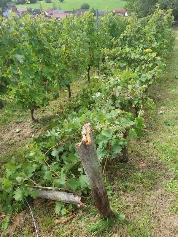 Beschädigte Reben wegen umgefallener Stützpfosten