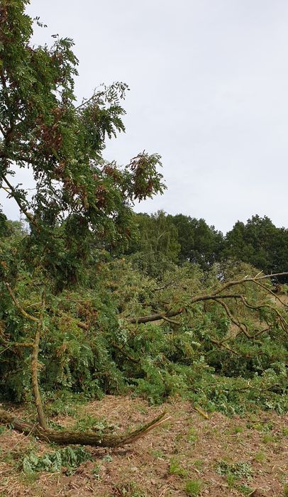 Windbruch in der Bangertshohl