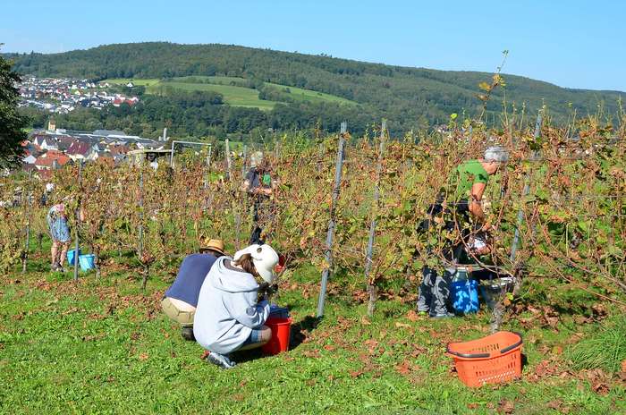 Weinfreunde bei der Weinlese am 16.09.2023