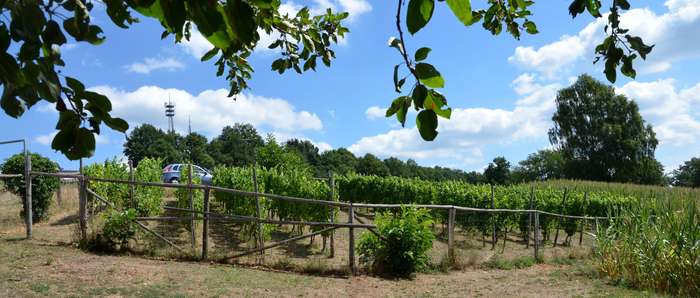 Neudorfer Weinberg im August 2018