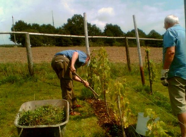 Gerhard Seitz bei der Arbeit im Weinberg