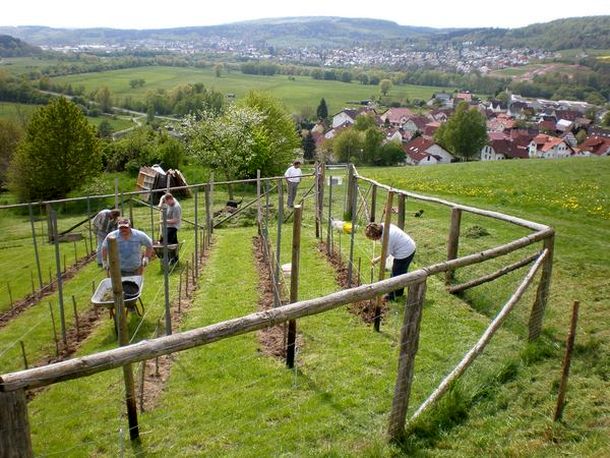 Weinfreunde bei der Arbeit im Weinberg am 3.5.2008