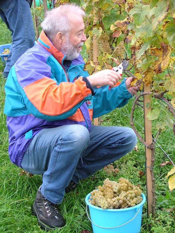 Kellermeister Peter Lerch beim Einbringen der Trauben