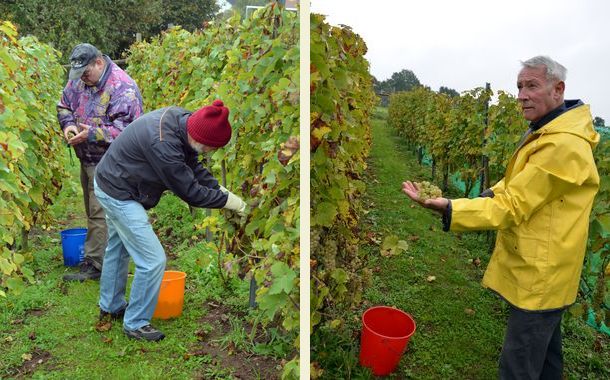 Weinlese 2013 -  Im Weinberg