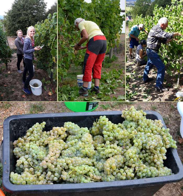 Weinlese 2018: Arbeit im Weinberg