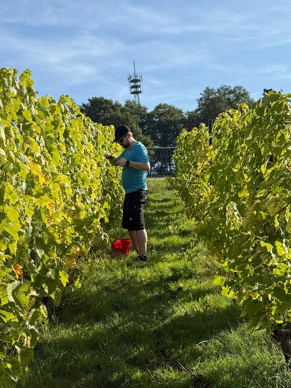 Helfer bei der Weinlese