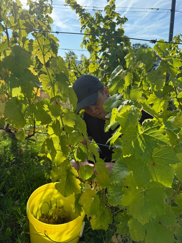 Helfer bei der Weinlese
